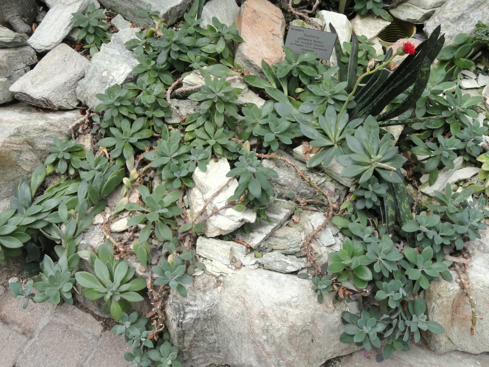 Blue Chalk Sticks (Senecio Mandraliscae) — it can tolerate coastal conditions and is also resistant to deer.<br><br>During the summer months