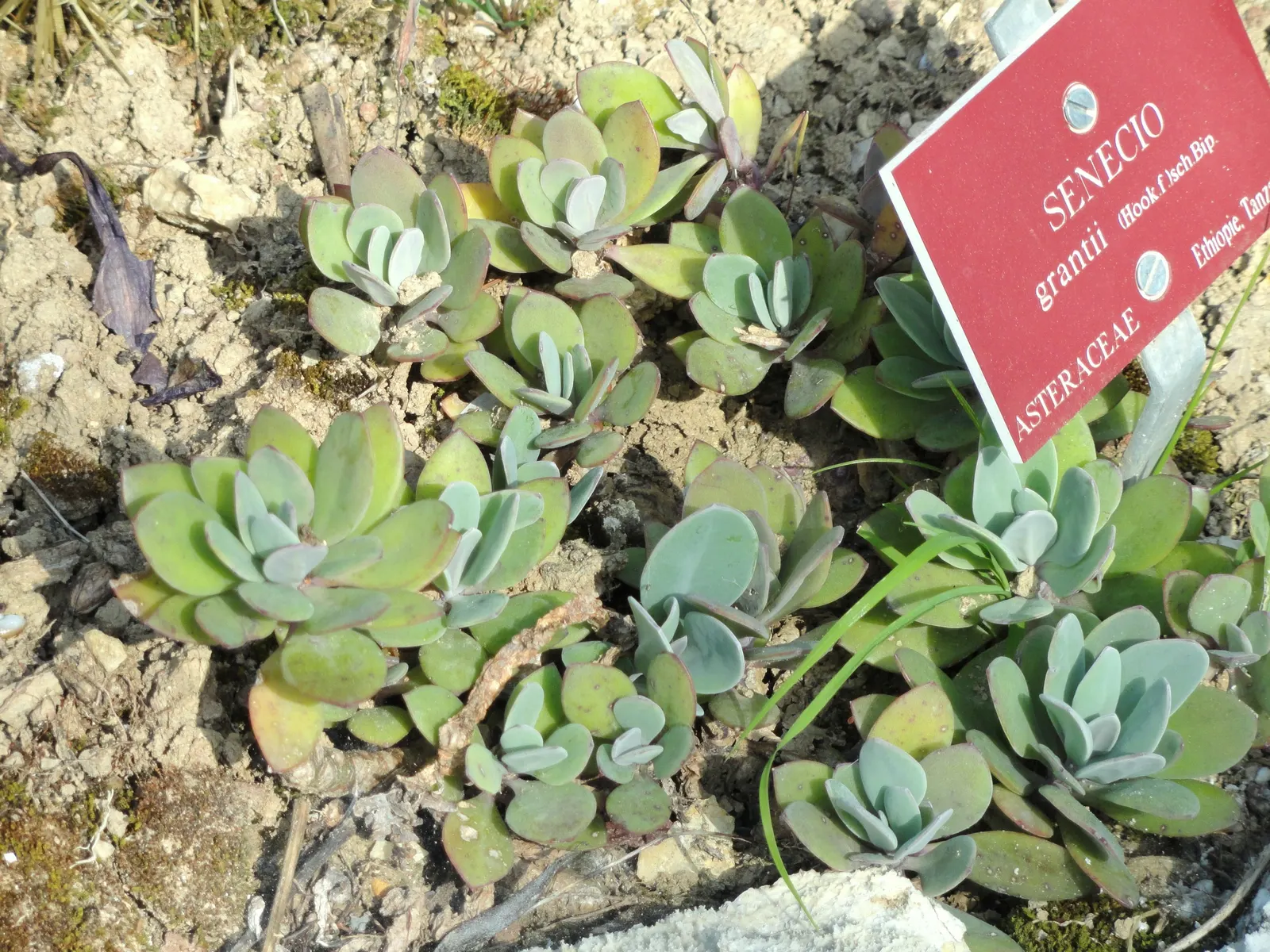 Blue Chalk Sticks (Senecio Mandraliscae) — is a captivating succulent that brings a splash of tranquil blue-green tones to any landscape; the Kleinia demands