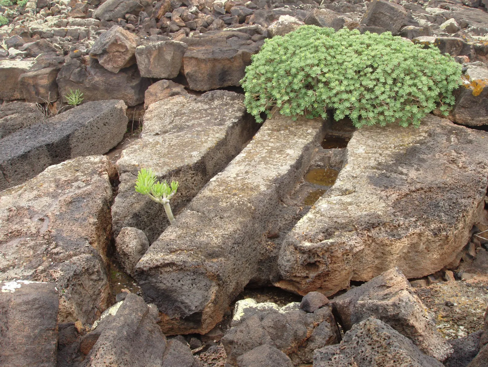Blue Chalk Sticks (Senecio Mandraliscae) — the Kleinia demands well-draining soil to prevent root rot
