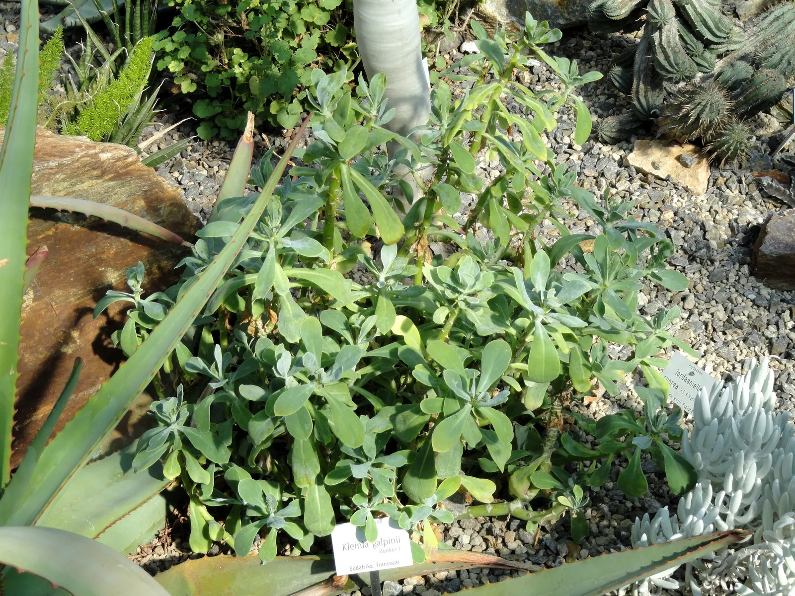 Blue Chalk Sticks (Senecio Mandraliscae) — making it an excellent choice for water-efficient gardens, image 104
