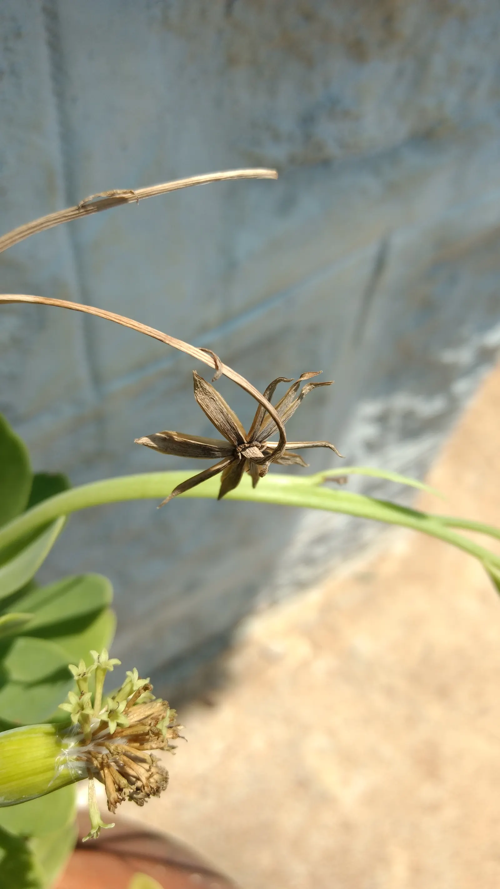 Blue Chalk Sticks (Senecio Mandraliscae) — ground cover / succulent with white blooms; it thrives in USDA hardiness zones 9 to 11, preferring locations that