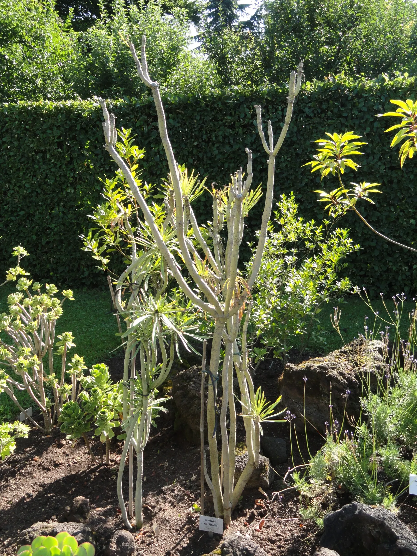 Blue Chalk Sticks (Senecio Mandraliscae) — It thrives in full sun to partial shade, reaching up to 18 inches tall and spreading 2-3 feet wide; but, image 71