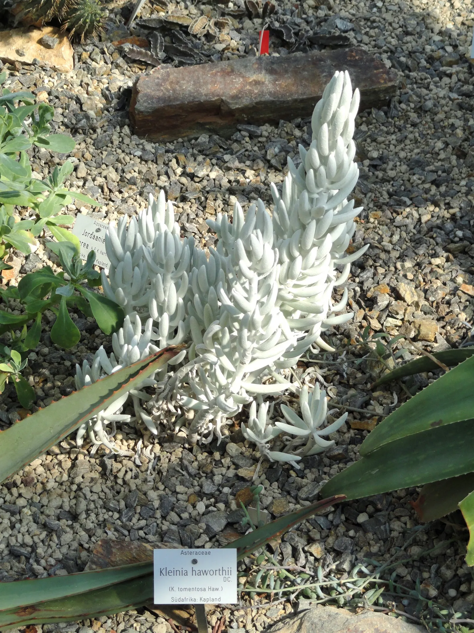 Blue Chalk Sticks (Senecio Mandraliscae) — is a captivating succulent that brings a splash of tranquil blue-green tones to any landscape; the, image 75