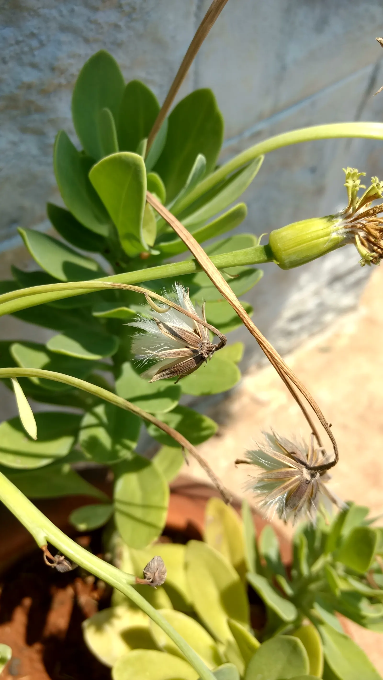 Blue Chalk Sticks (Senecio Mandraliscae) — to maintain its vibrant color; ideal for xeriscapes, this low-maintenance plant offers a vivid ground, image 60
