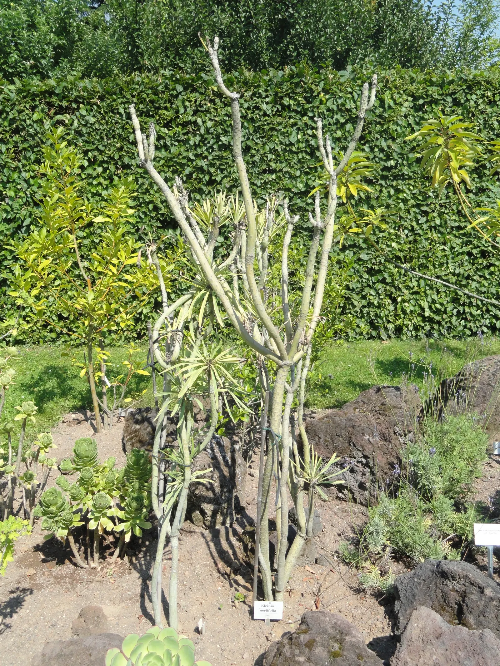 Blue Chalk Sticks (Senecio Mandraliscae) — which flaunts a brilliant silver-blue hue; white flowers in the garden, image 79