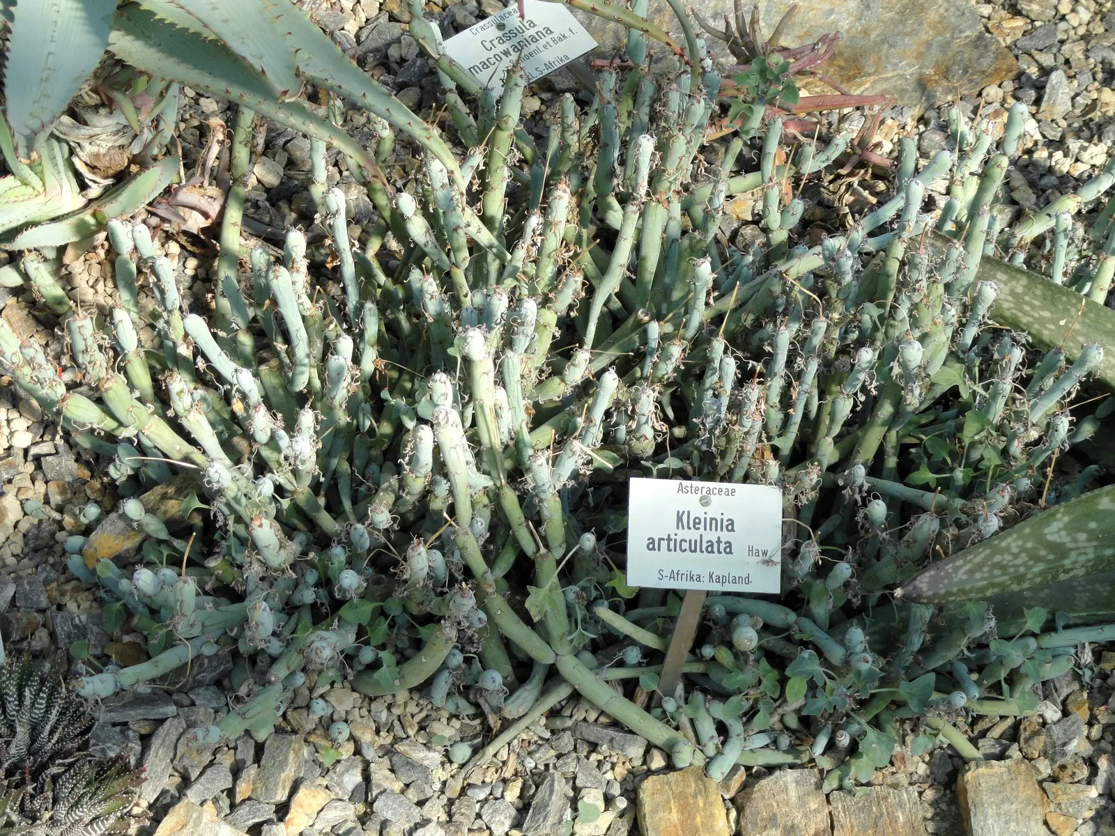 Blue Chalk Sticks (Senecio Mandraliscae) — also widely recognized as Senecio mandraliscae; ground-hugging mat that spreads approximately 18 to 24, image 120