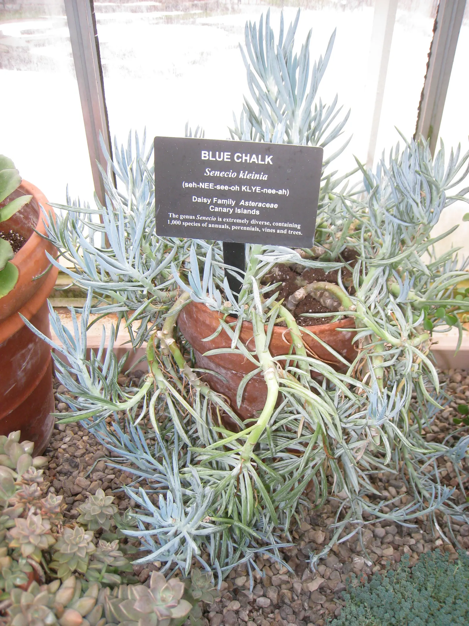 Blue Chalk Sticks (Senecio Mandraliscae) — ground cover / succulent with white blooms; it thrives in USDA hardiness zones 9 to 11, preferring, image 91
