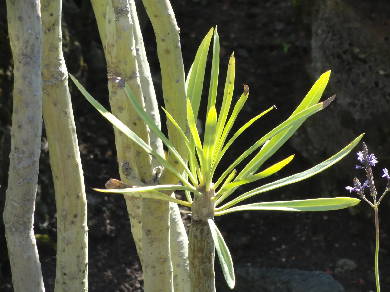 Blue Chalk Sticks (Senecio Mandraliscae) — which flaunts a brilliant silver-blue hue; white flowers in the garden, image 125