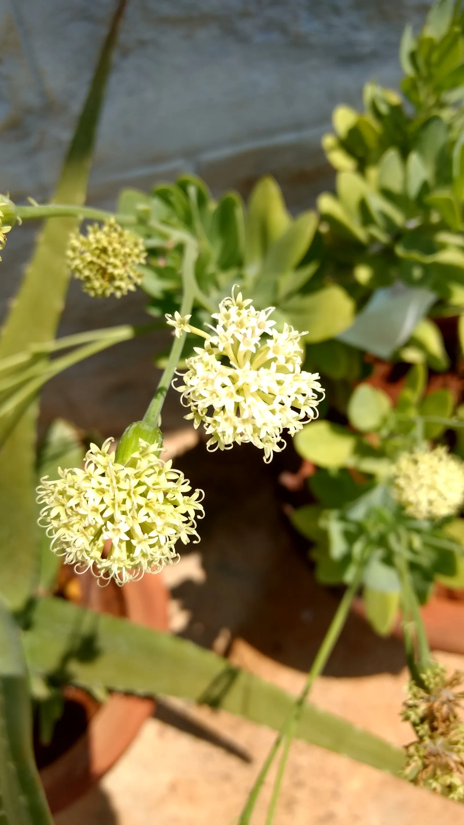 Blue Chalk Sticks (Senecio Mandraliscae) — the Kleinia demands well-draining soil to prevent root rot; a common issue for succulents if overwatered, image 62