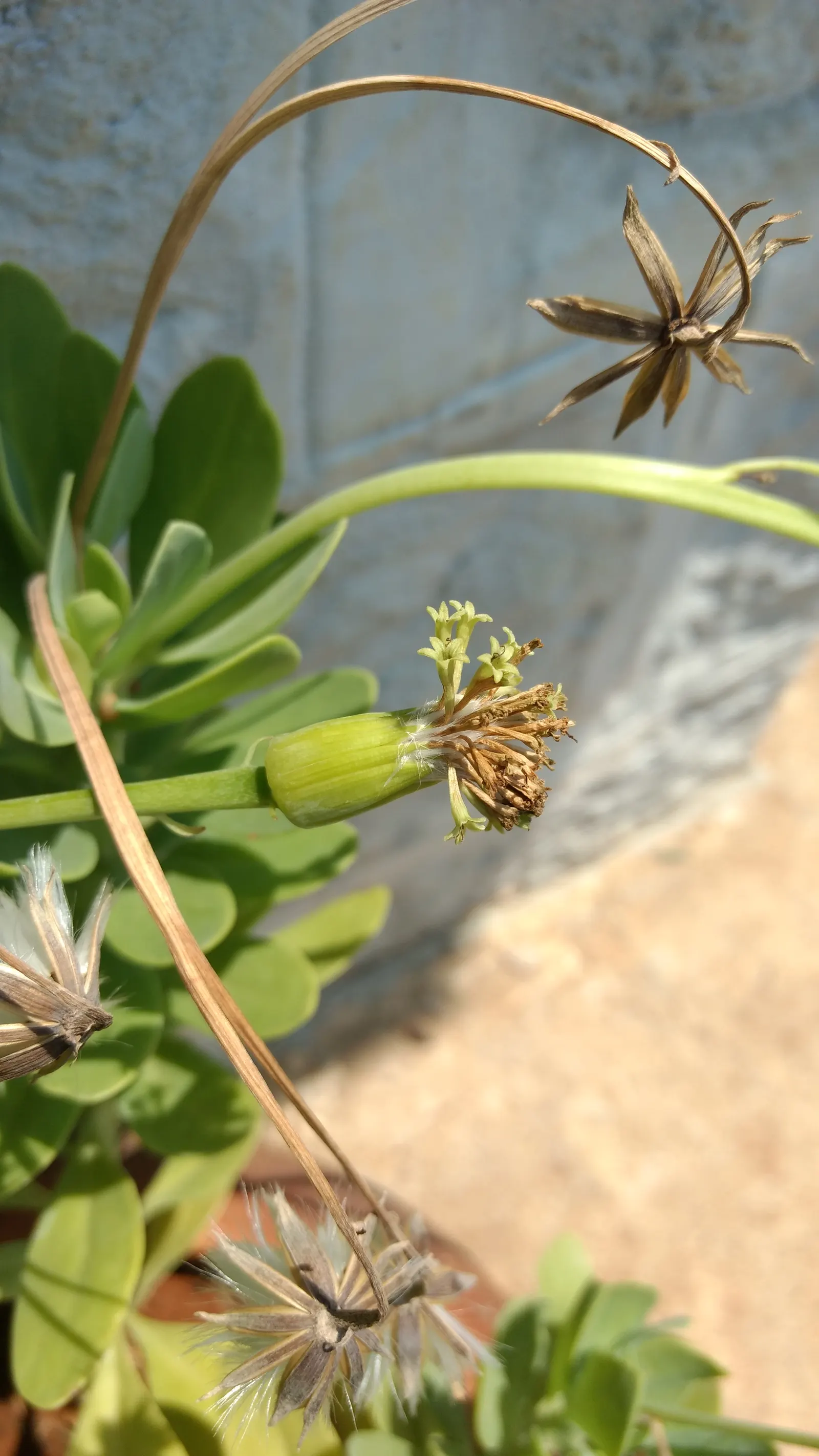 Blue Chalk Sticks (Senecio Mandraliscae) — making it an excellent choice for water-efficient gardens, image 35