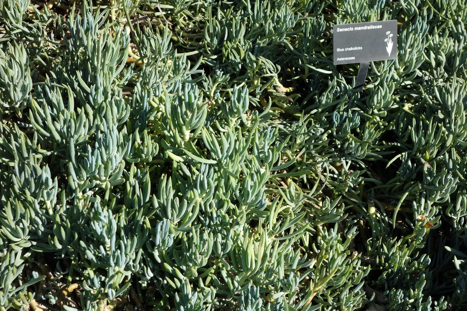 Blue Chalk Sticks (Senecio Mandraliscae) — Ideal for xeriscapes, this low-maintenance plant offers a vivid ground cover or rock garden feature, image 95
