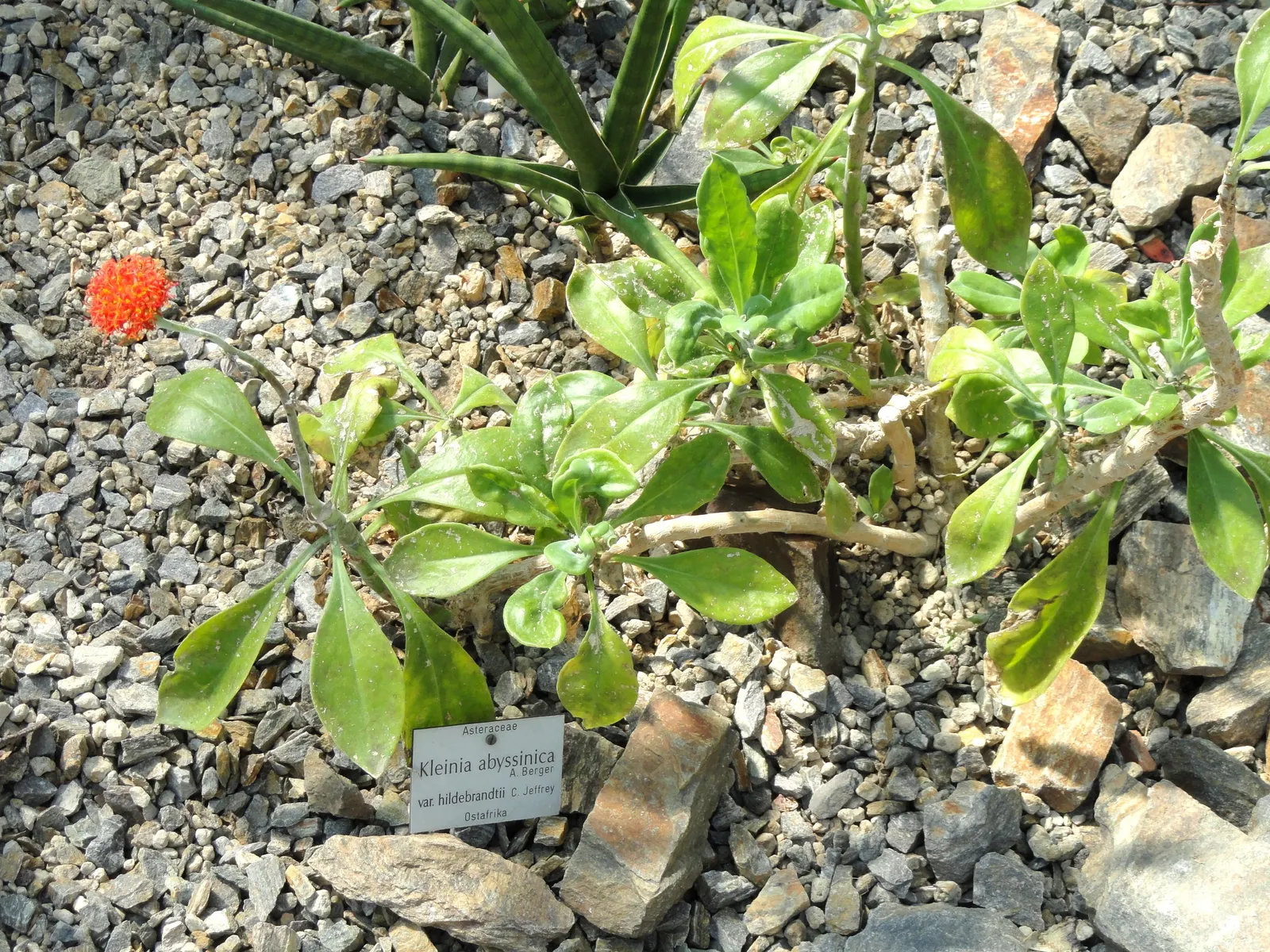 Blue Chalk Sticks (Senecio Mandraliscae) — is a drought-tolerant succulent boasting striking blue-green foliage with a unique; hardy in USDA zones, image 116