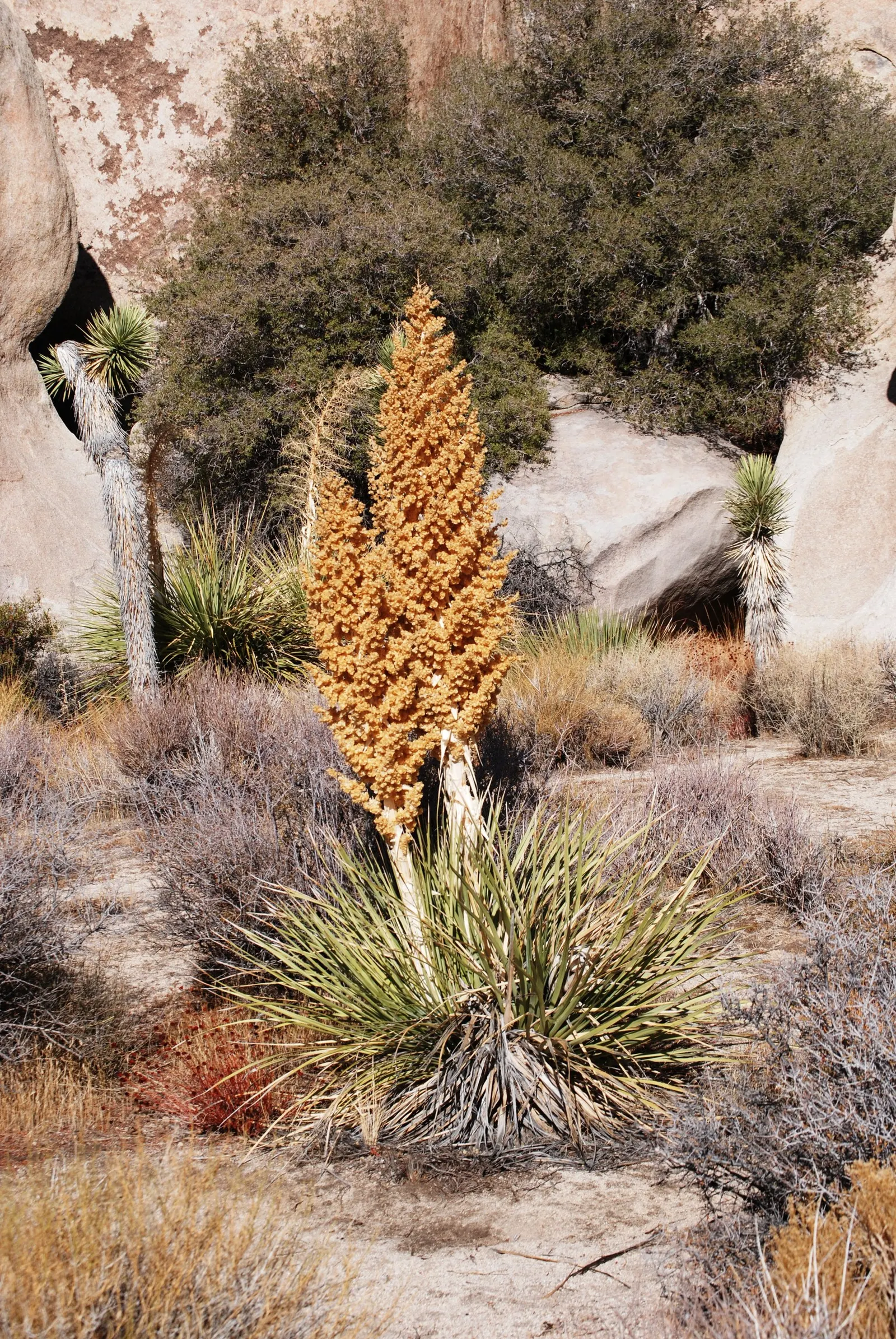 Parry's Beargrass (Nolina Parryi) — which shoots up from the center of the rosette to an impressive height of up to 10 feet; white flowers in the garden