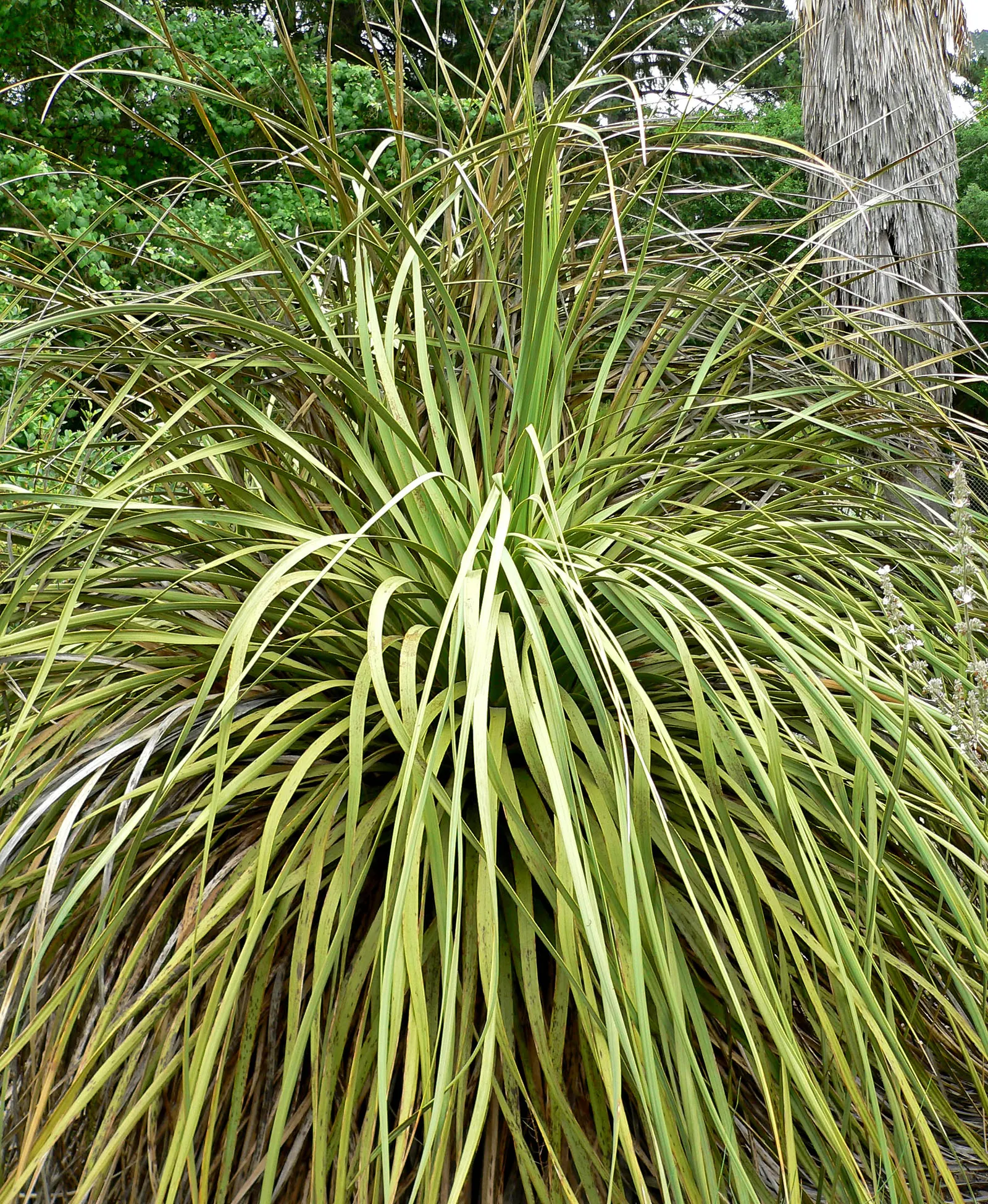 Parry's Beargrass (Nolina Parryi) — It is important to plant in well-drained soil to prevent root rot