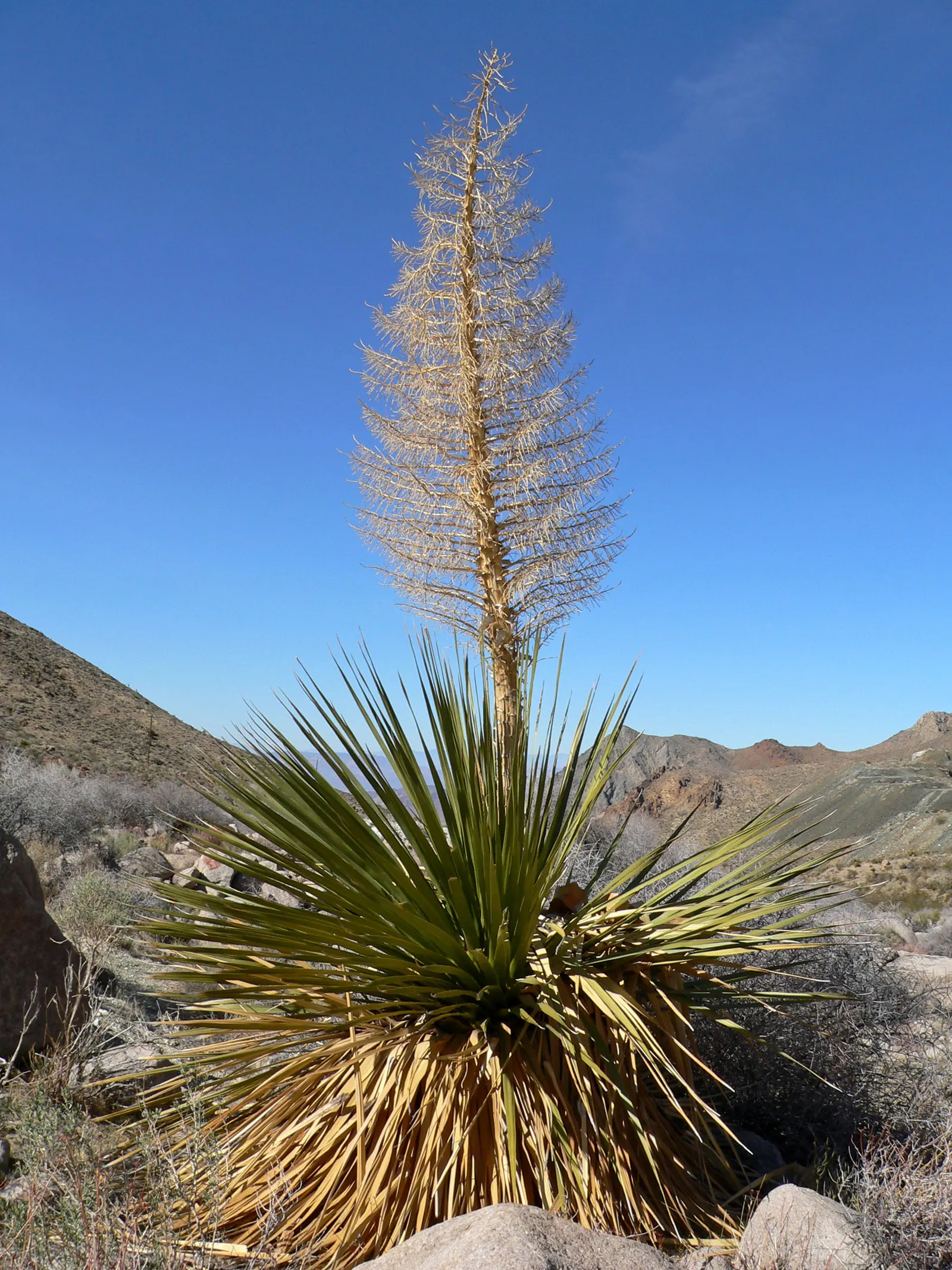 Parry's Beargrass (Nolina Parryi) — bell-shaped flowers in the late spring to early summer