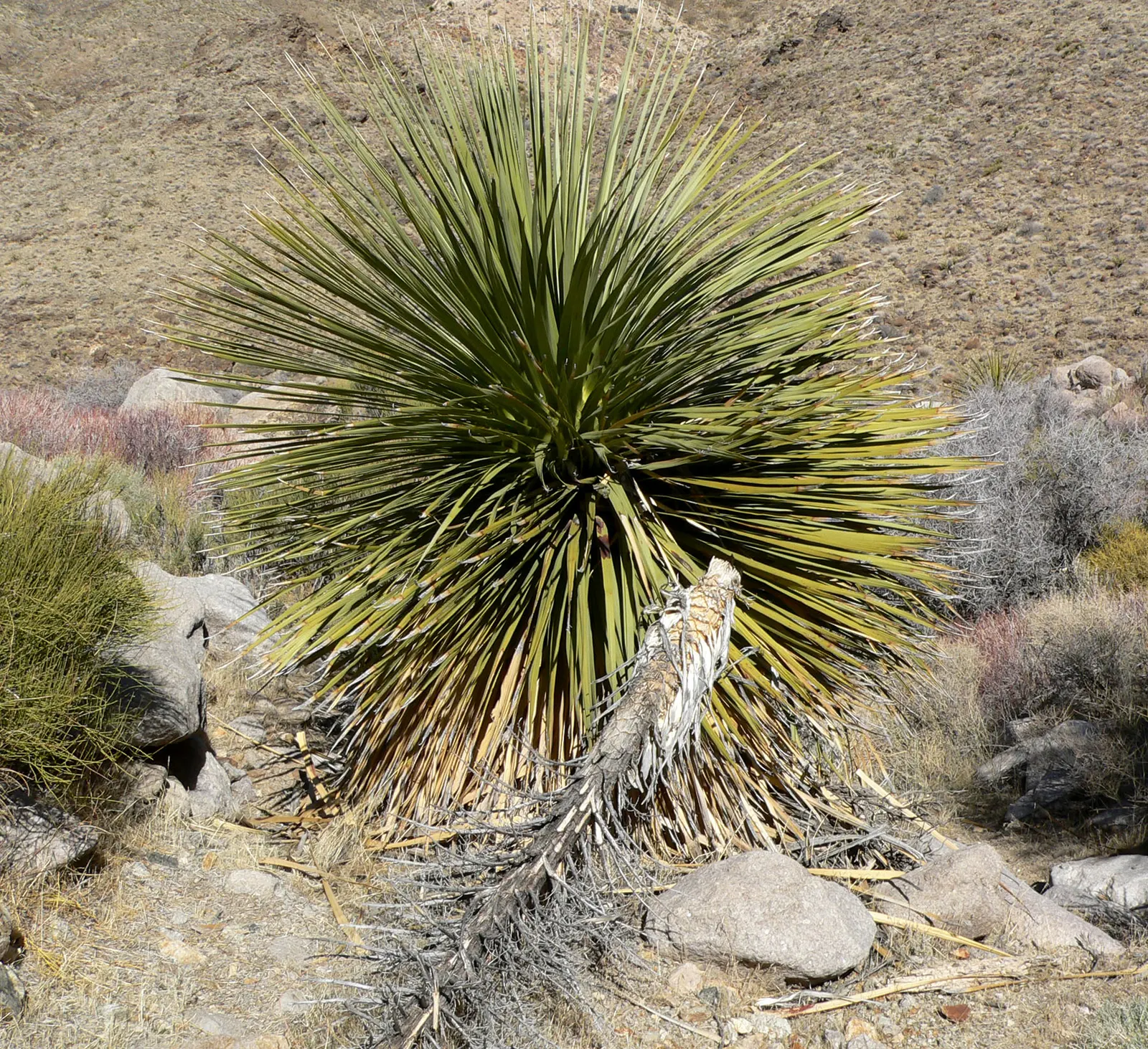 Parry's Beargrass (Nolina Parryi) — The foliage can grow up to 4 feet long and about 1 inch wide; this plant can create a dramatic visual statement in any arid