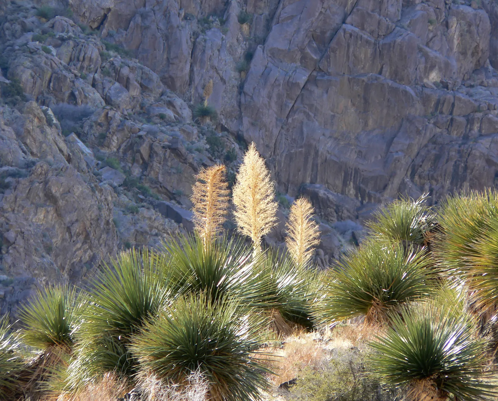 Parry's Beargrass (Nolina Parryi) — this plant can create a dramatic visual statement in any arid landscape design; shrub for full