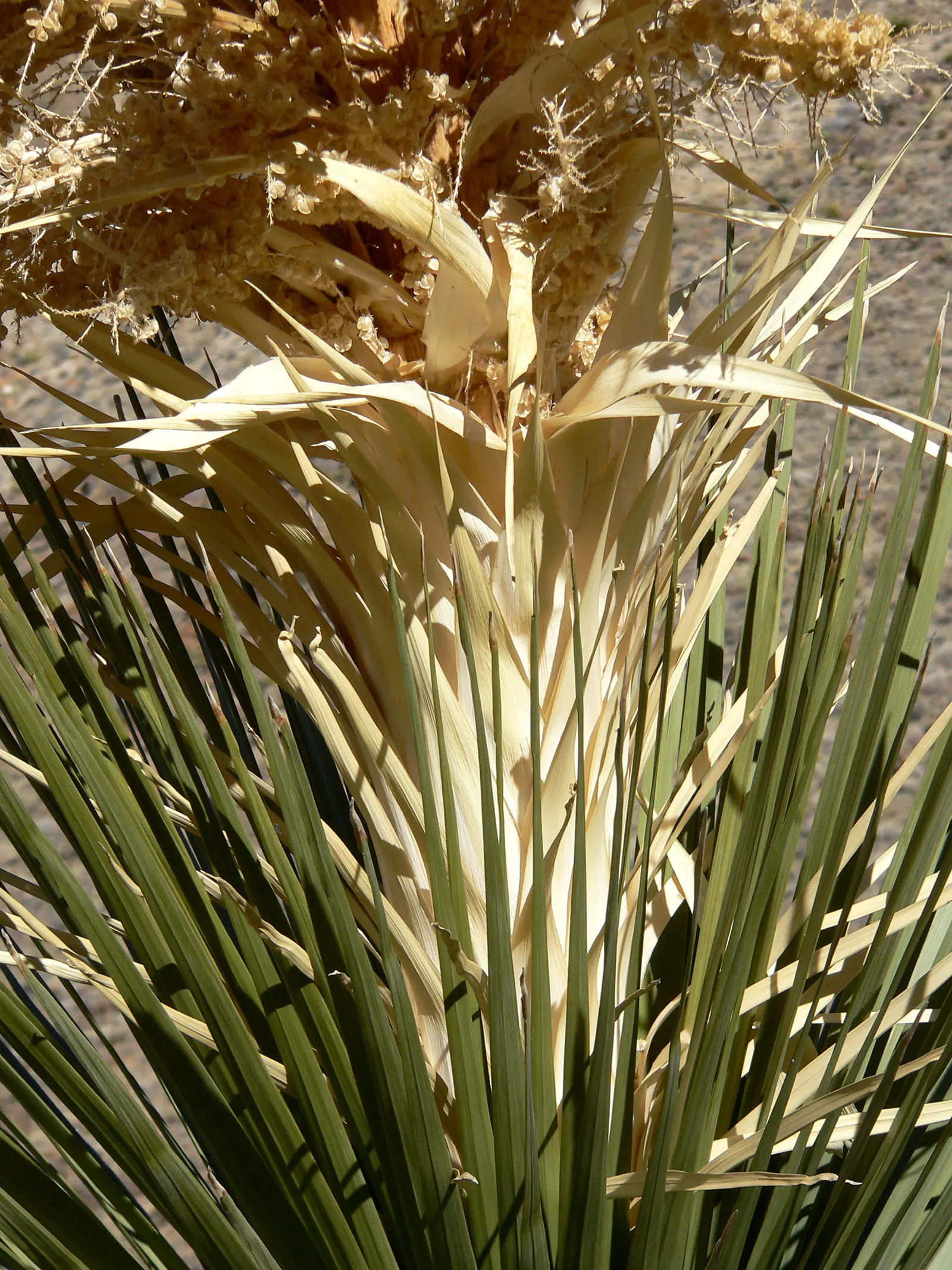 Parry's Beargrass (Nolina Parryi) — It forms a dense rosette with long, slender blue-green leaves reaching up to 4 ft in length
