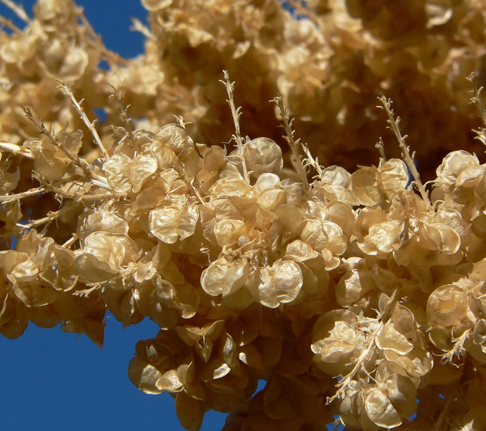 Parry's Beargrass (Nolina Parryi) — It is important to plant in well-drained soil to prevent root rot; a slow grower, it can eventually develop a thick