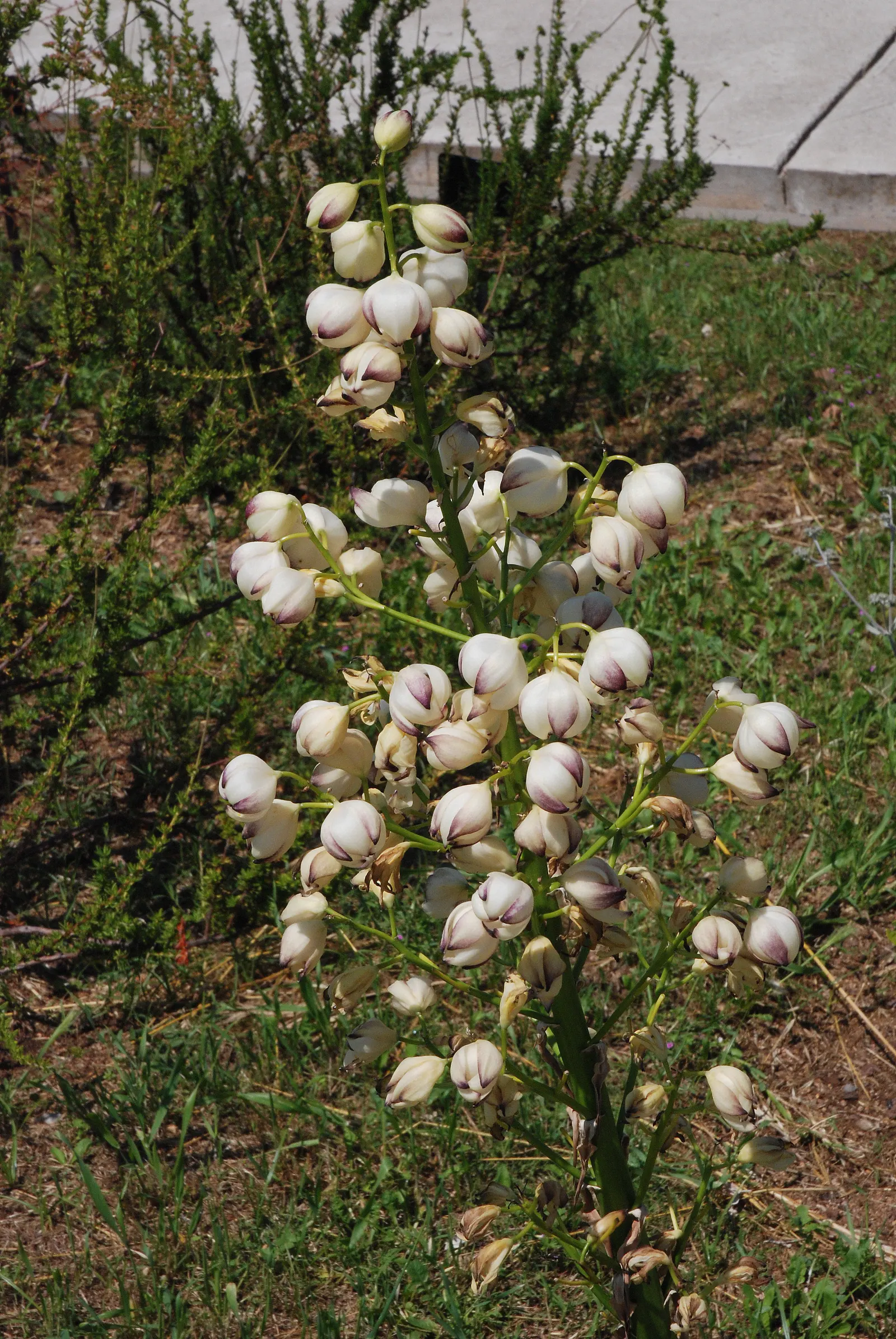 Parry's Beargrass (Nolina Parryi) — attention-grabbing cluster