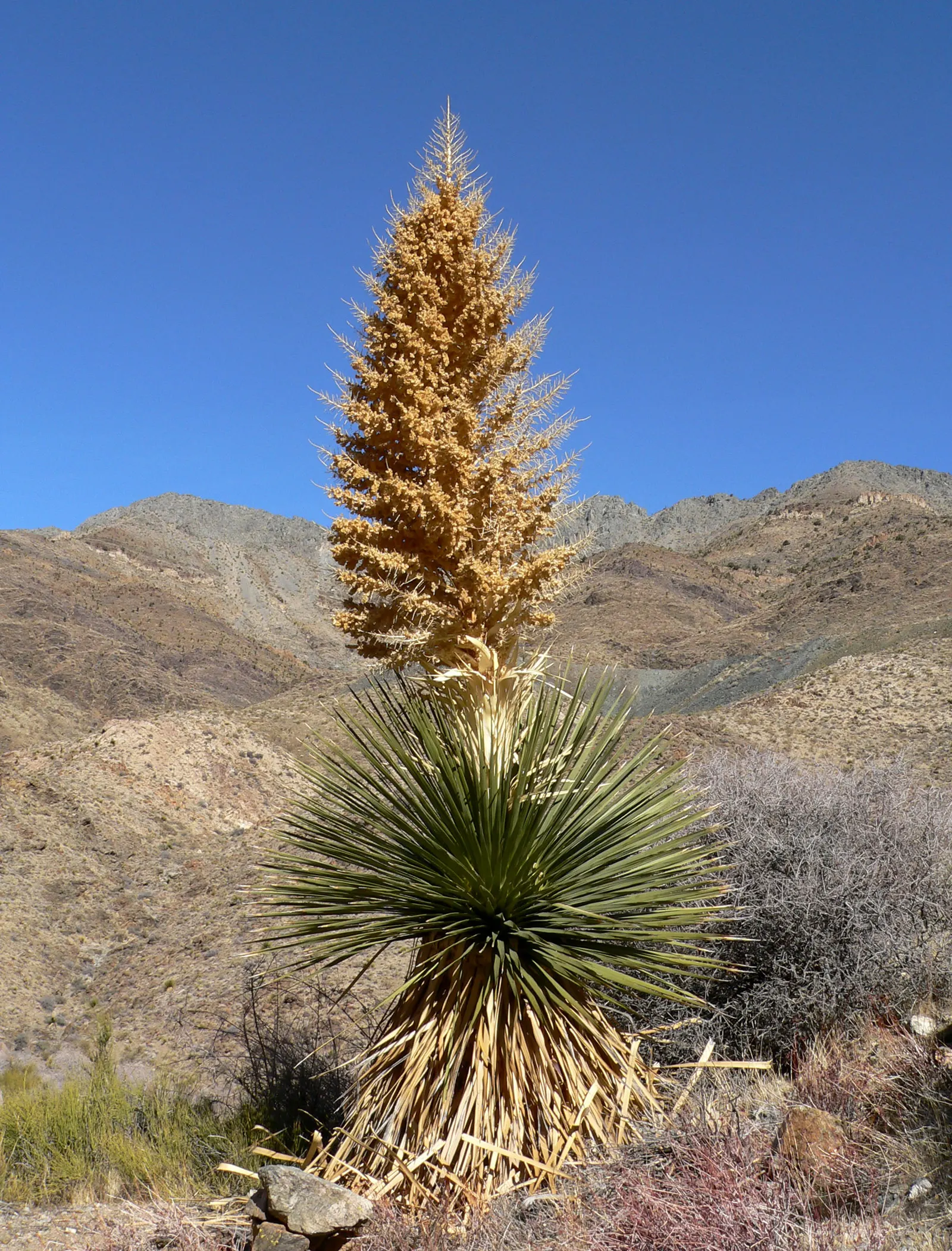 Parry's Beargrass (Nolina Parryi) — often curling and fraying gracefully at the ends