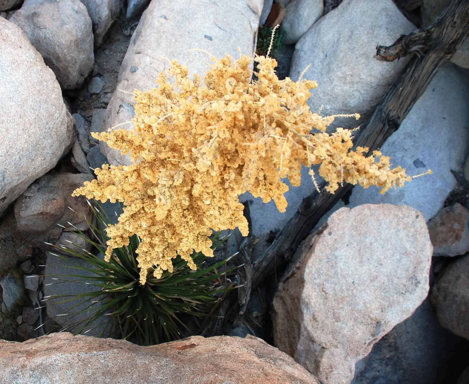 Parry's Beargrass (Nolina Parryi) — Parry's Beargrass (Nolina parryi) is a drought-tolerant perennial, native to Southwestern US deserts; in late spring to