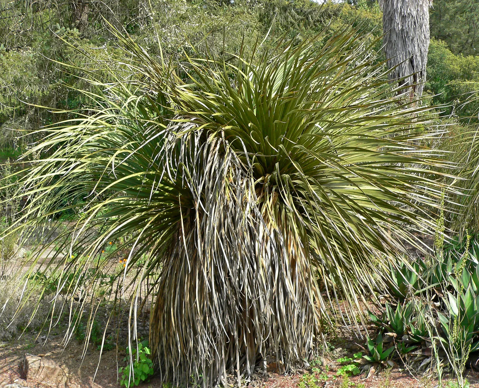 Parry's Beargrass (Nolina Parryi) — A slow grower, it can eventually develop a thick, branching trunk up to 3 ft high; or group several to form a natural