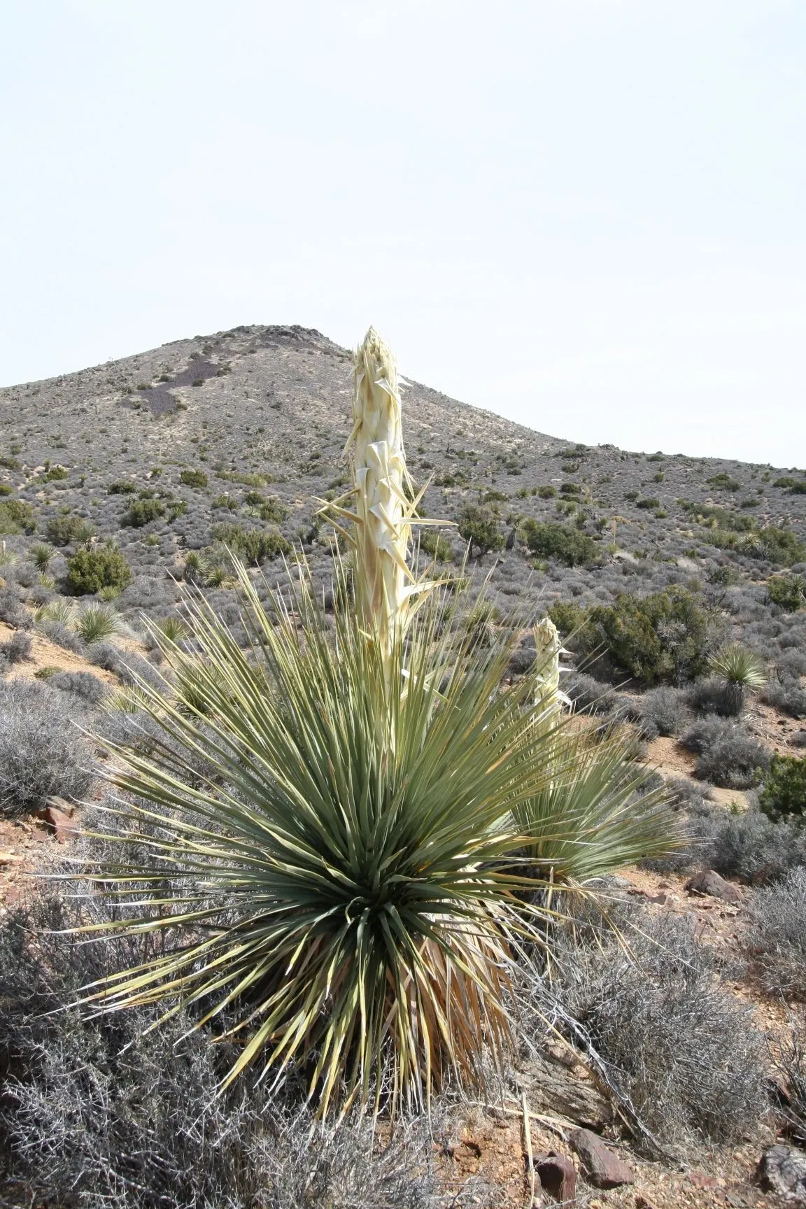 Parry's Beargrass (Nolina Parryi) — bell-shaped flowers in the late spring to early summer, image 35