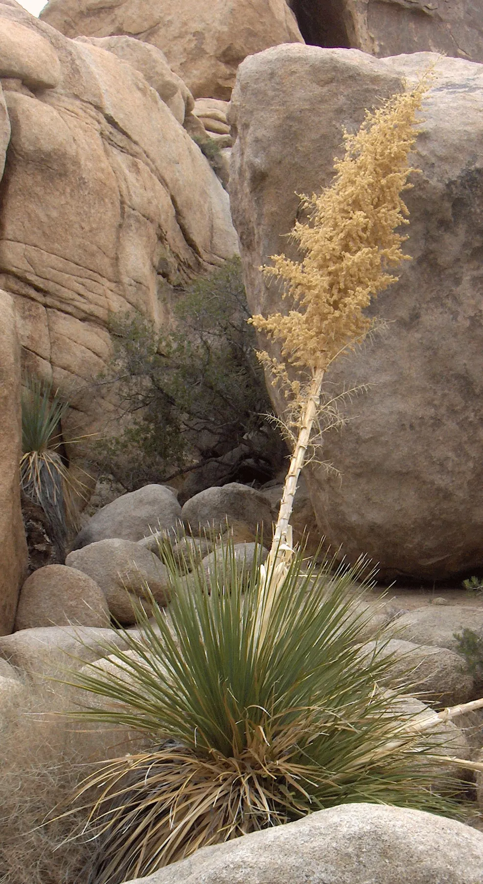 Parry's Beargrass (Nolina Parryi) — Parry's Beargrass will enhance the aesthetic of any dry garden theme while requiring minimal care