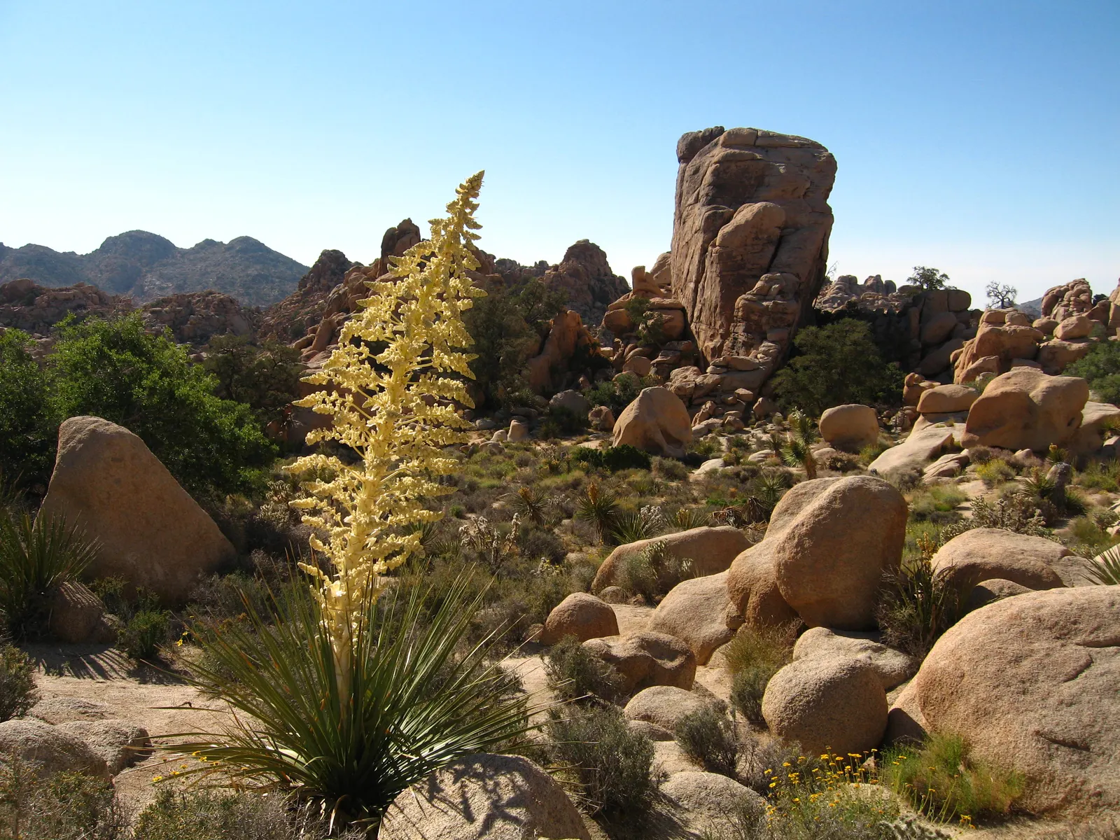 Parry's Beargrass (Nolina Parryi) — These towering stalks are adorned with creamy white