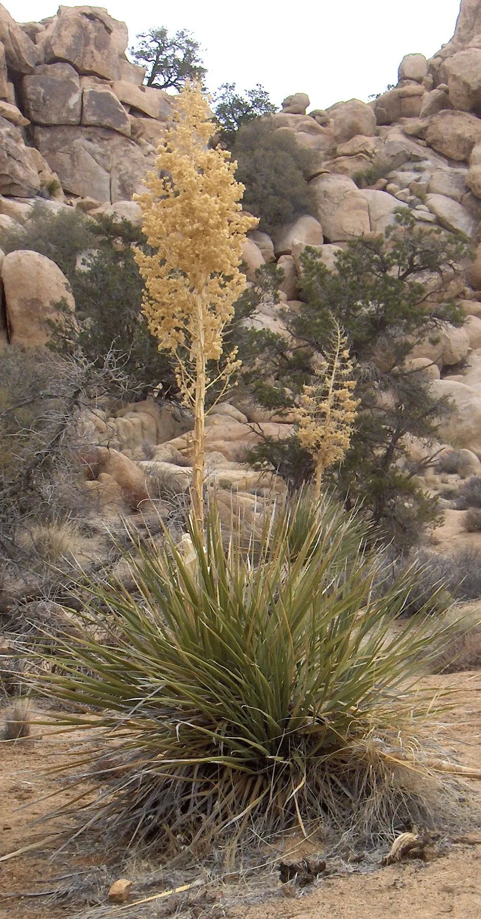 Parry's Beargrass (Nolina Parryi) — A slow grower, it can eventually develop a thick, branching trunk up to 3 ft high