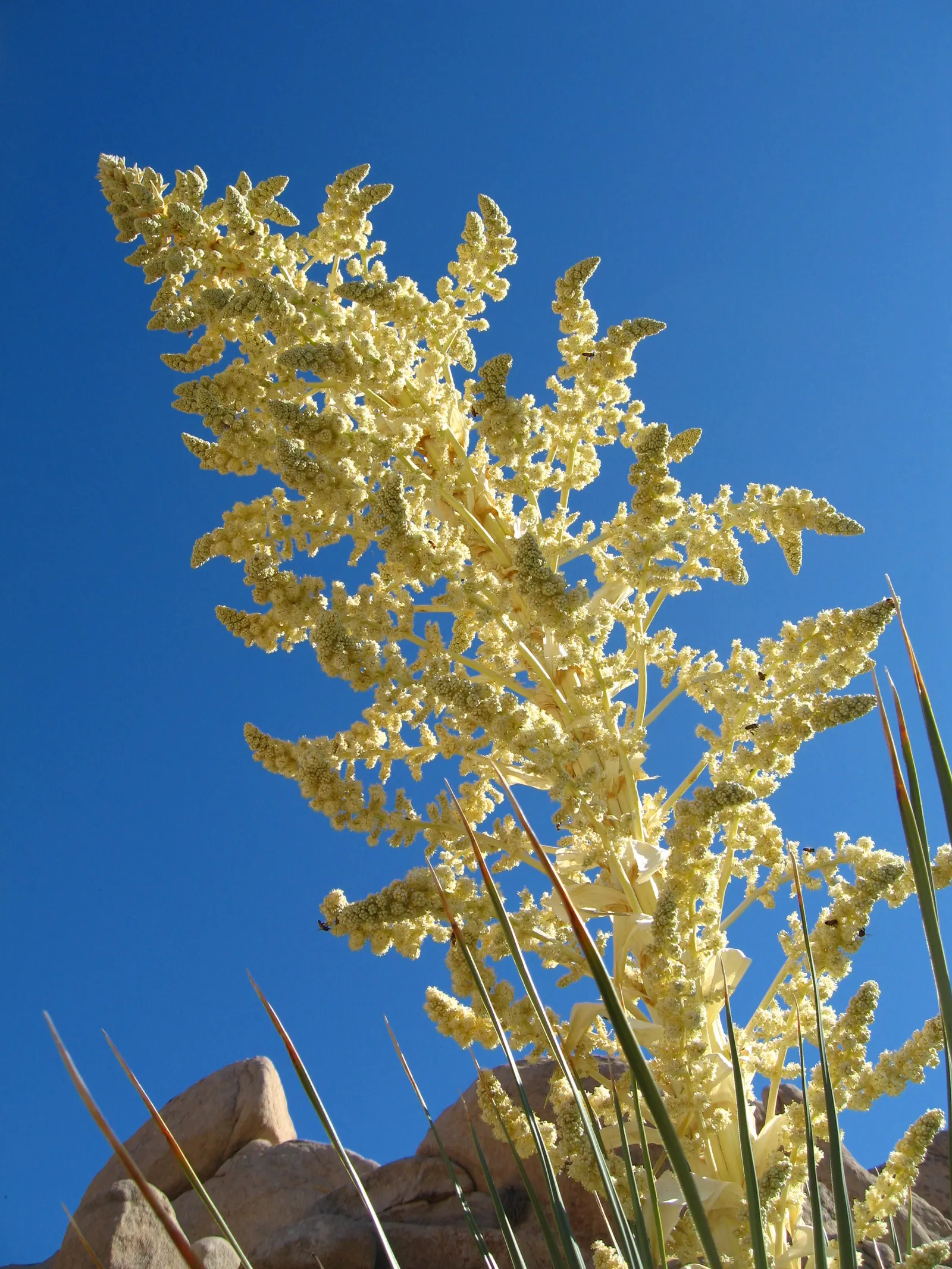 Parry's Beargrass (Nolina Parryi) — gritty substrates.<br><br>For your client's garden