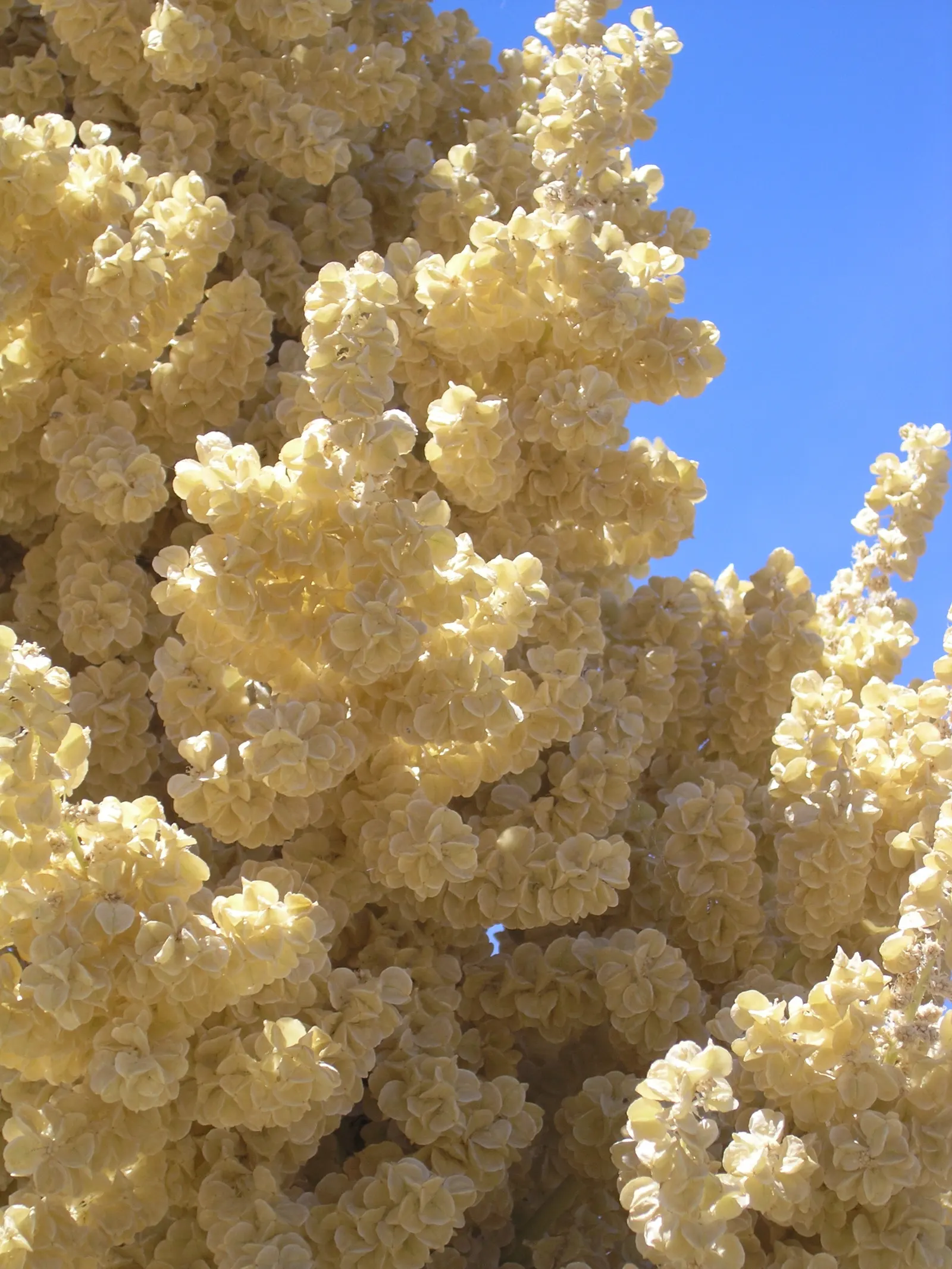 Parry's Beargrass (Nolina Parryi) — shrub for full