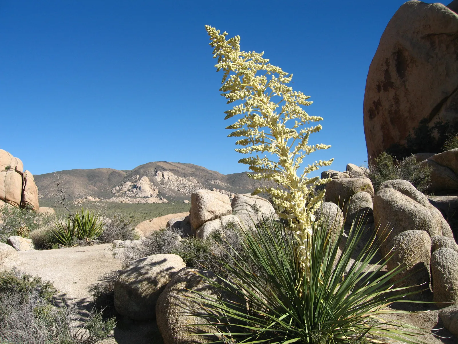Parry's Beargrass (Nolina Parryi) — In late spring to early summer, it produces spectacular cream-colored flower stalks, towering up to 5-8 ft