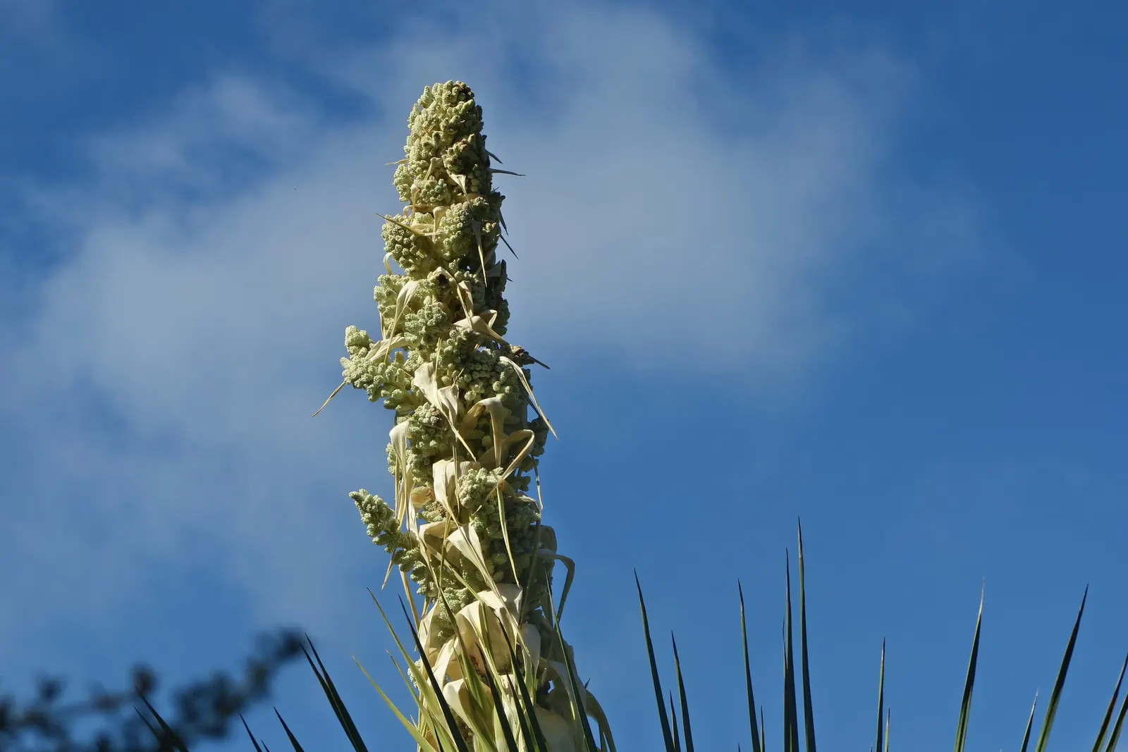 Parry's Beargrass (Nolina Parryi) — Ideal for xeriscaping and rock gardens; often curling and fraying gracefully at the ends