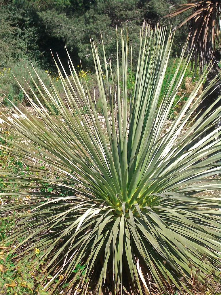Parry's Beargrass (Nolina Parryi) — gritty substrates.<br><br>For your client's garden; consider placing Parry's Beargrass as a focal point
