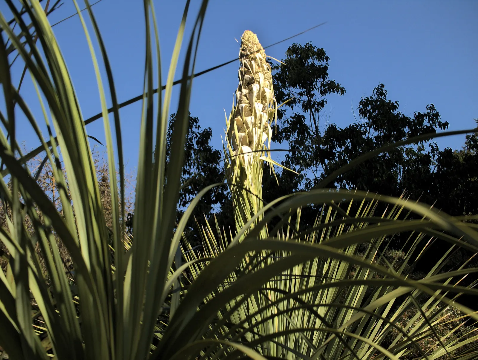 Parry's Beargrass (Nolina Parryi) — In late spring to early summer, it produces spectacular cream-colored flower stalks, towering up to 5-8 ft; it forms a