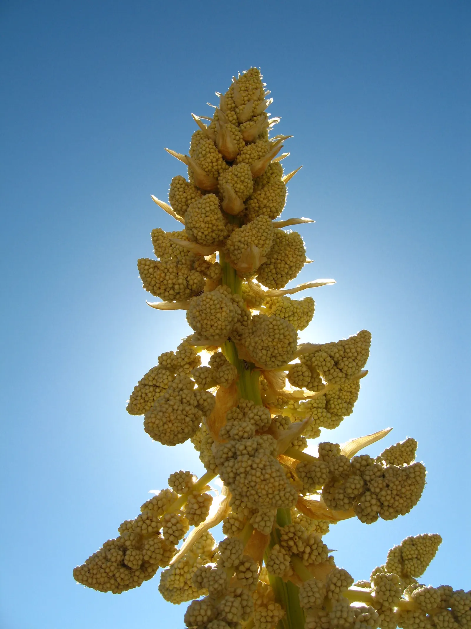 Parry's Beargrass (Nolina Parryi) — The foliage can grow up to 4 feet long and about 1 inch wide