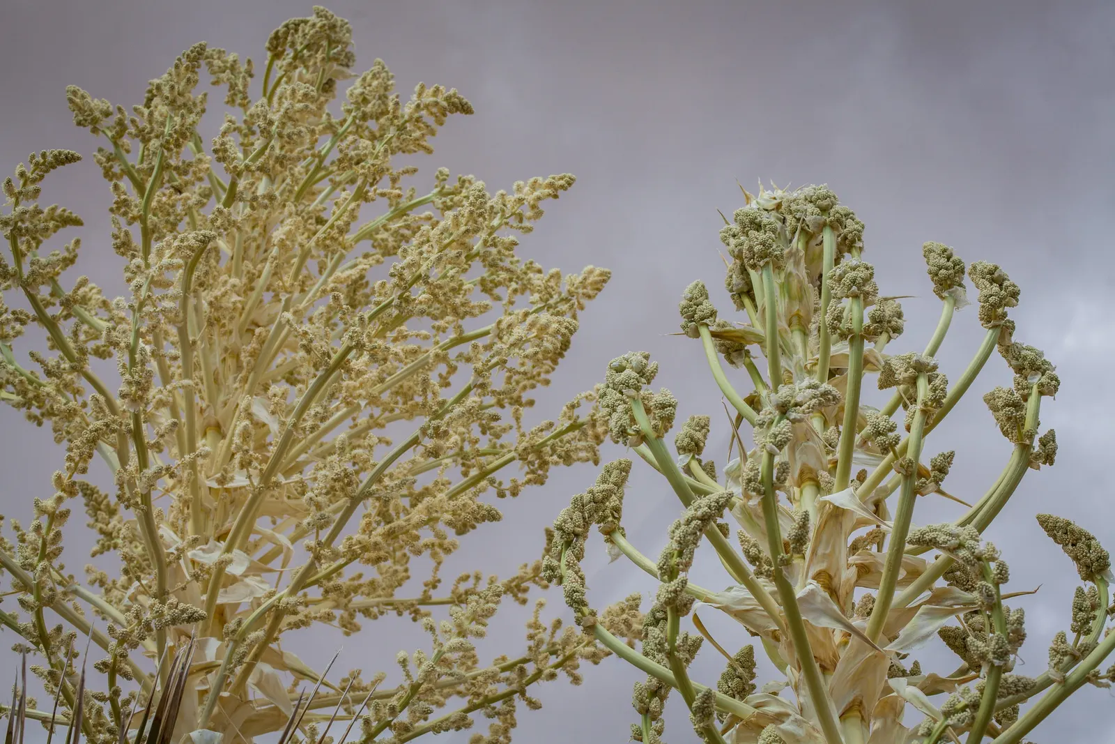 Parry's Beargrass (Nolina Parryi) — Parry's Beargrass (Nolina parryi) is a drought-tolerant perennial, native to Southwestern US deserts