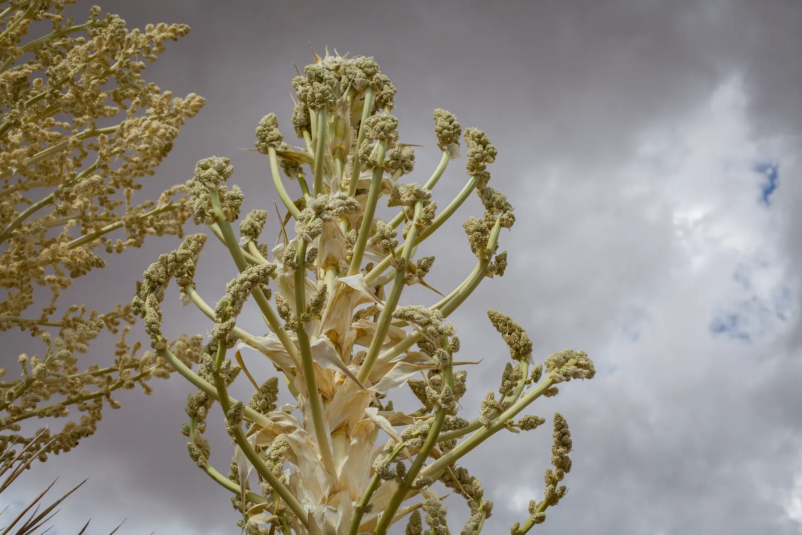 Parry's Beargrass (Nolina Parryi) — Well known for its impressive rosettes of long; gritty substrates.<br><br>For your client's garden