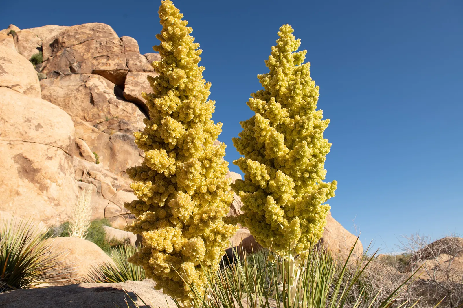 Parry's Beargrass (Nolina Parryi) — These towering stalks are adorned with creamy white; ideal for xeriscaping and rock gardens