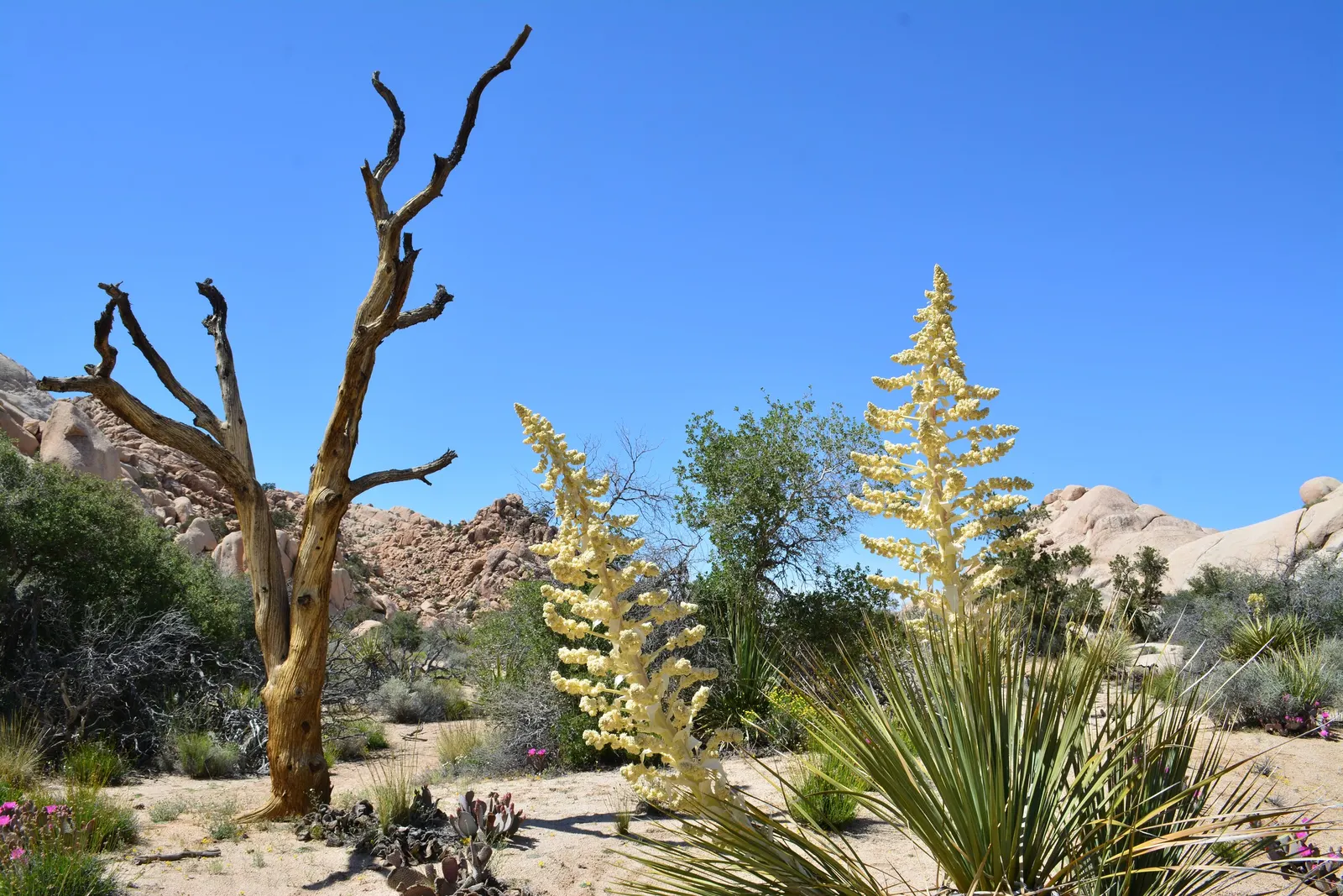 Parry's Beargrass (Nolina Parryi) — as this specimen is adapted to rocky