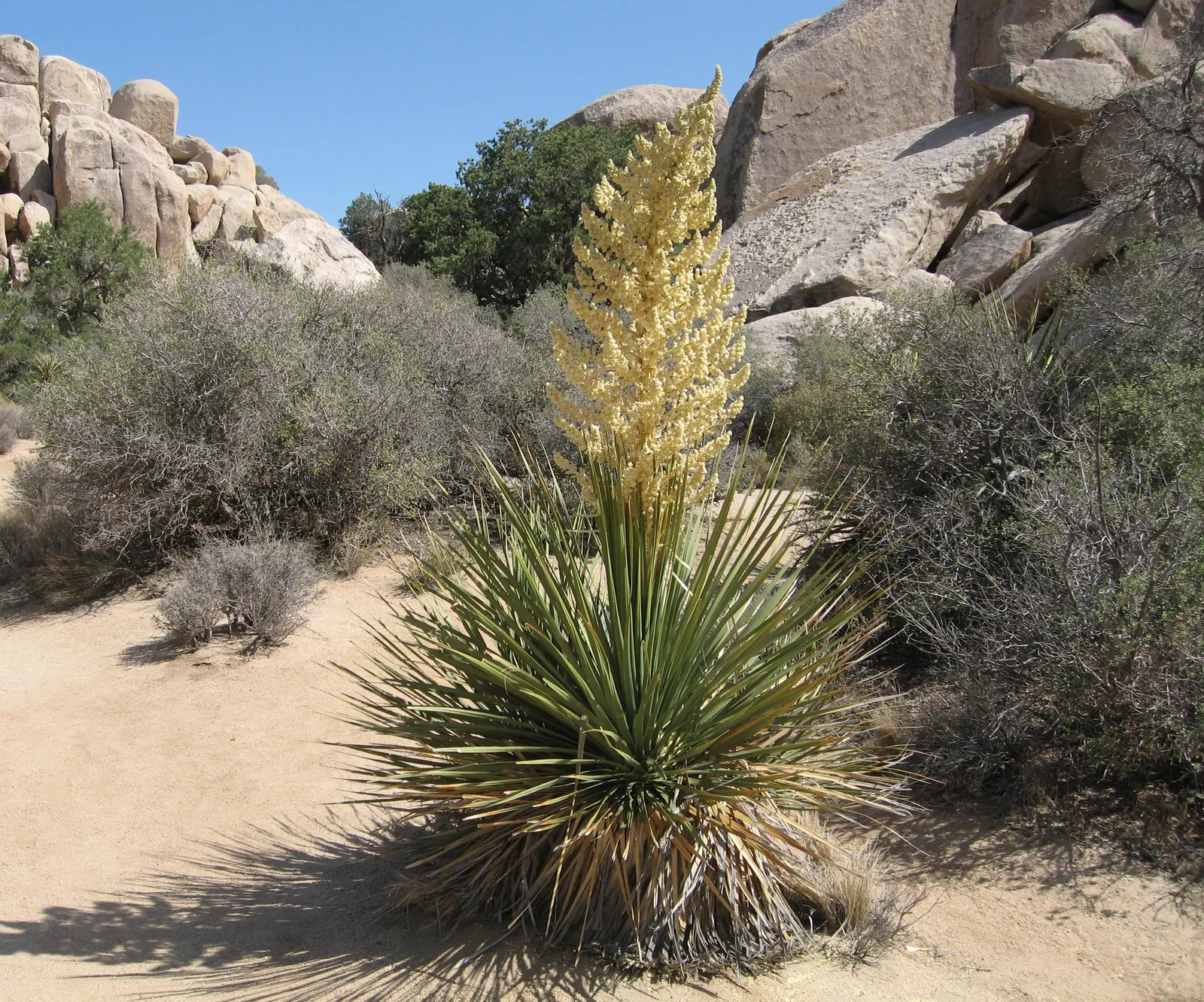Parry's Beargrass (Nolina Parryi) — It forms a dense rosette with long, slender blue-green leaves reaching up to 4 ft in length; these towering stalks are