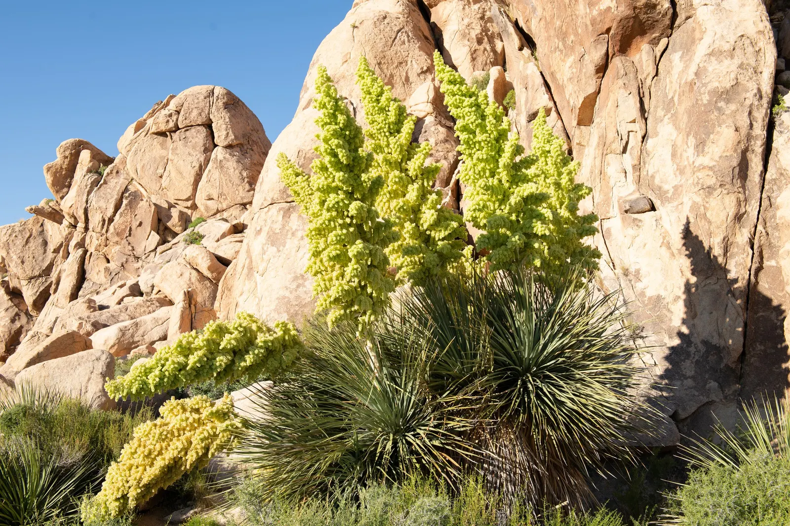 Parry's Beargrass (Nolina Parryi) — consider placing Parry's Beargrass as a focal point; parry's Beargrass (Nolina parryi) is a drought-tolerant perennial
