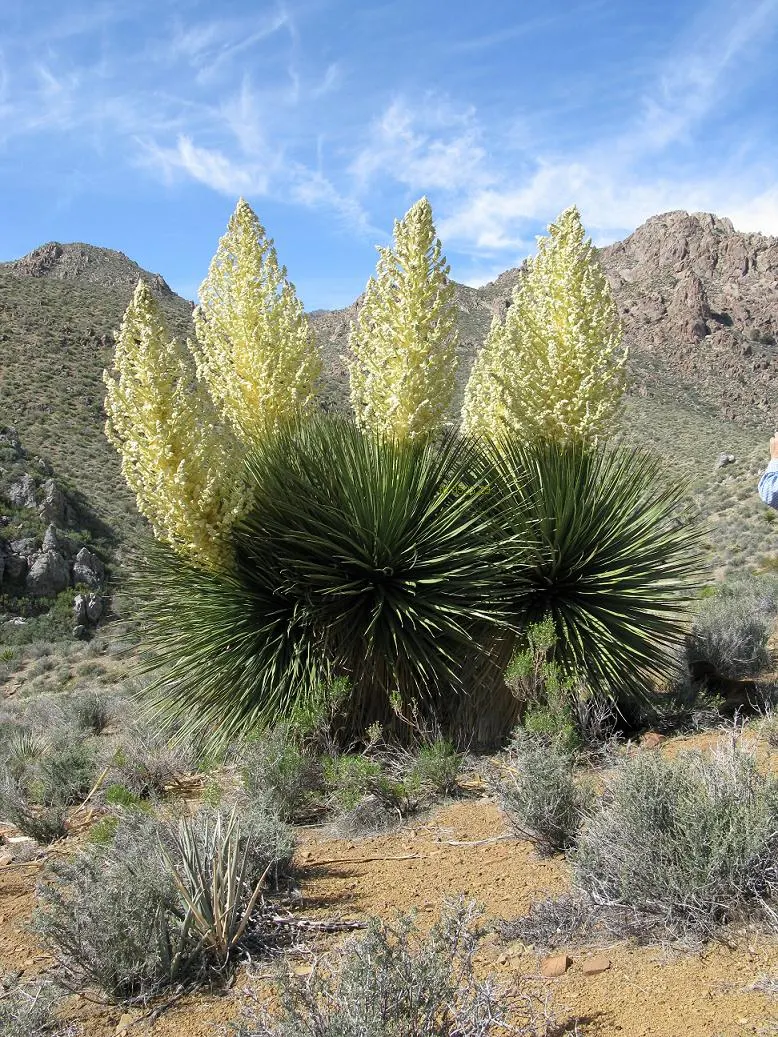 Parry's Beargrass (Nolina Parryi) — It thrives best in full sun but can tolerate some light shade