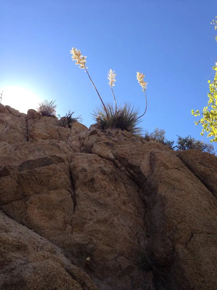 Parry's Beargrass (Nolina Parryi) — this plant can create a dramatic visual statement in any arid landscape design