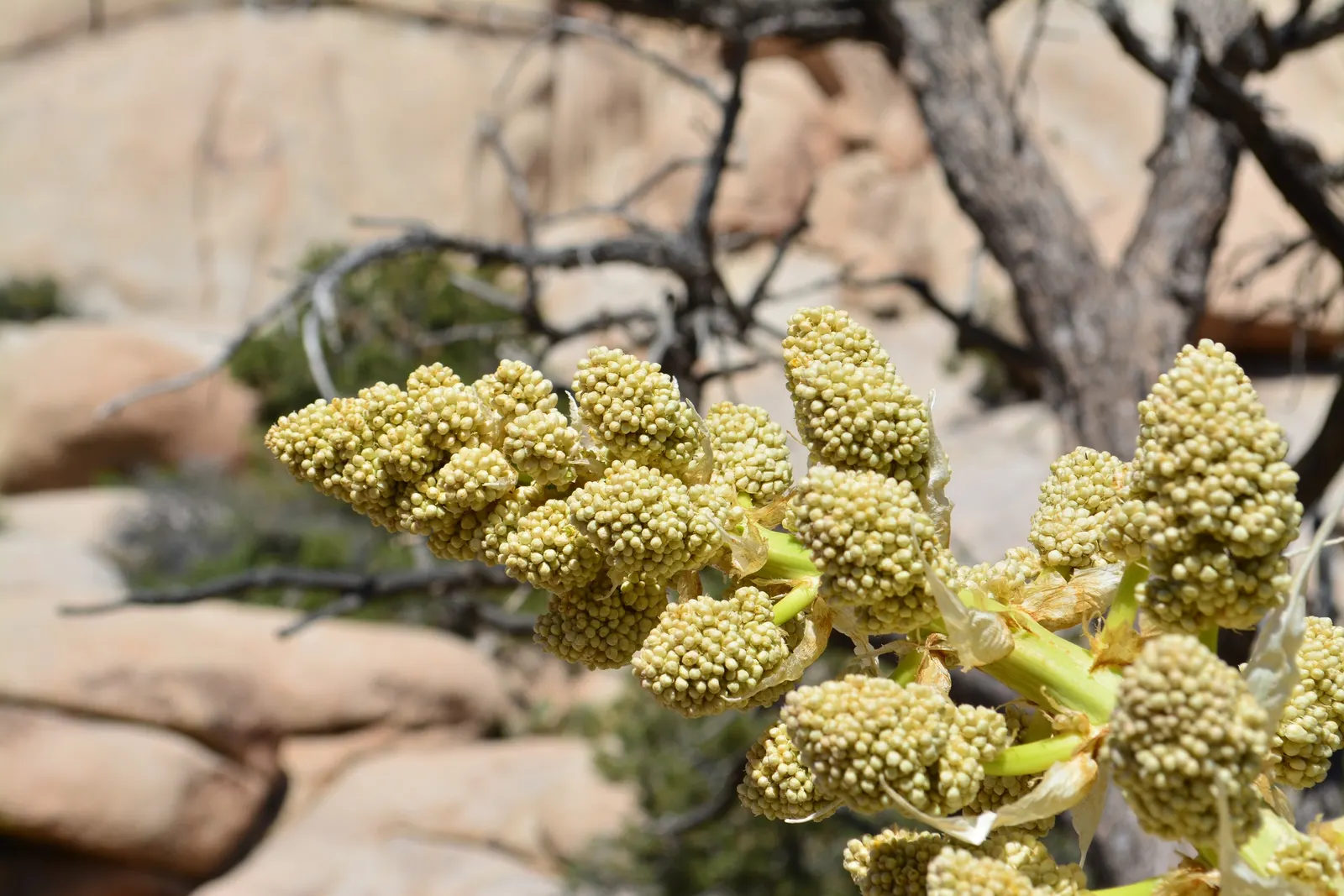Parry's Beargrass (Nolina Parryi) — which shoots up from the center of the rosette to an impressive height of up to 10 feet