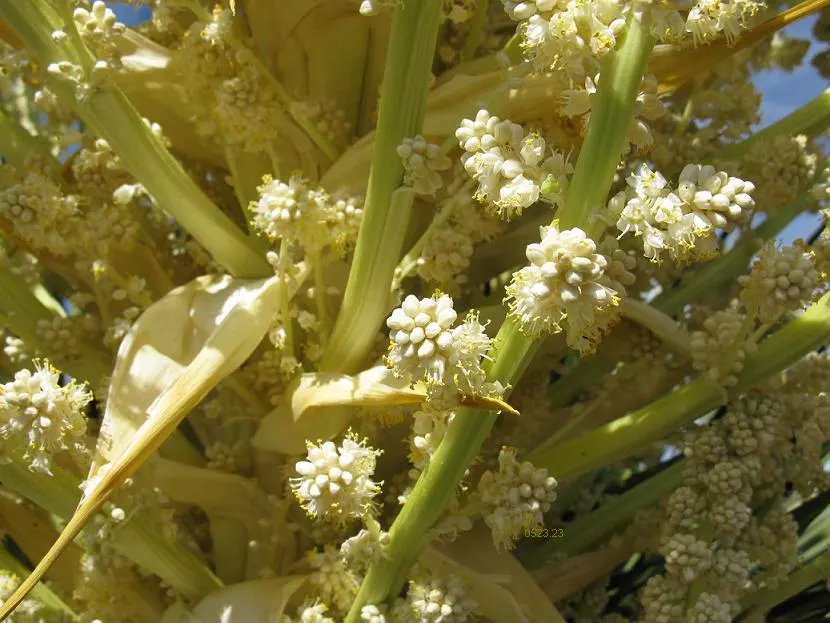 Parry's Beargrass (Nolina Parryi) — white flowers in the garden