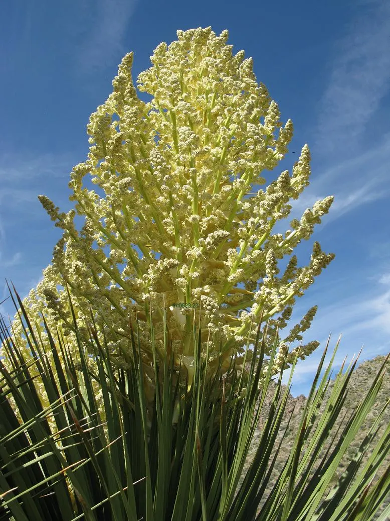 Parry's Beargrass (Nolina Parryi) — or group several to form a natural