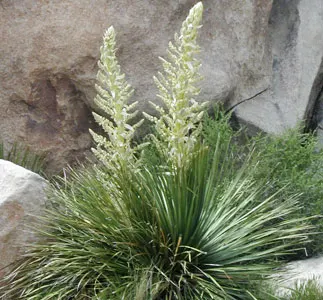 Parry's Beargrass (Nolina Parryi) — consider placing Parry's Beargrass as a focal point
